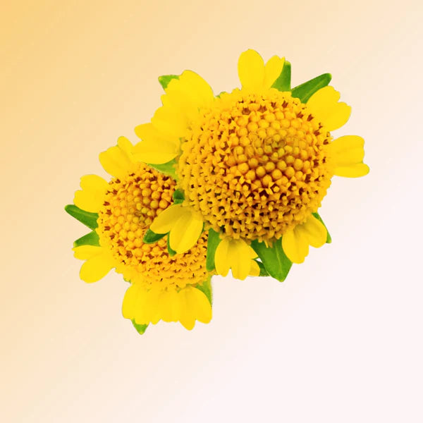 GISOU, HONEY INFUSED BODY OIL GOLDEN SHIMMER GLOW